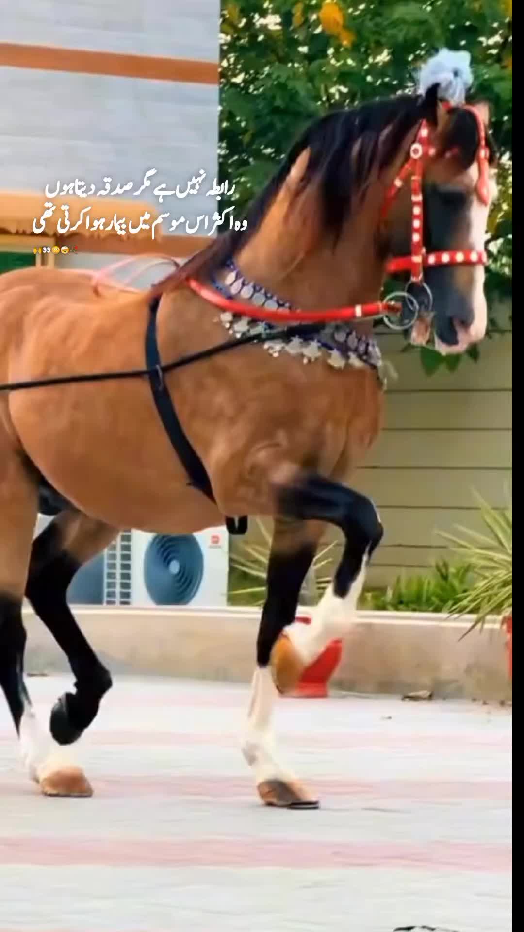 @𓆩⍣⃝𝙏𝙖𝙮𝙖𝙗 𝙎𝙞𝙗𝙩𝙖𝙞𝙣࿐