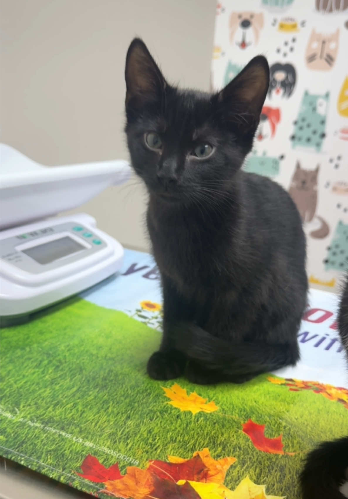 @Snodgrass Vet