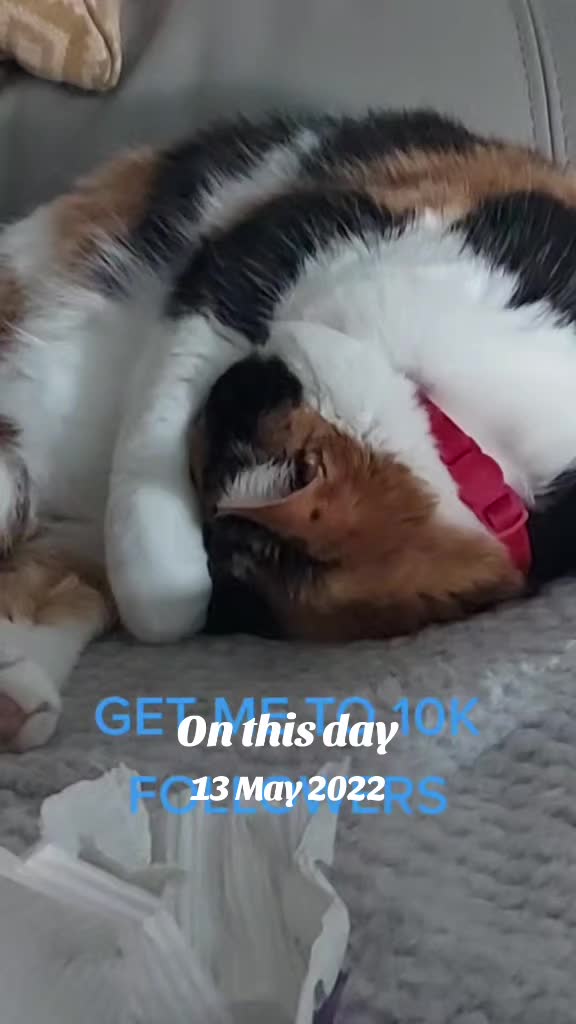 @🐾 LOLA CAT 🐾