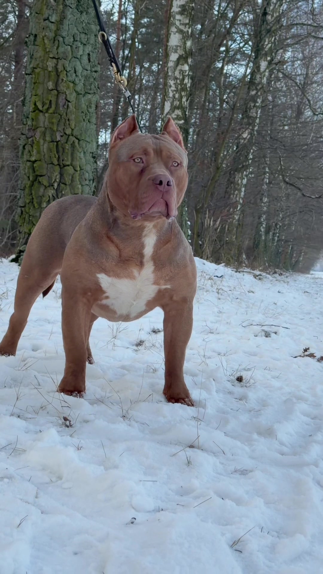 @TopQualityBullyKennel