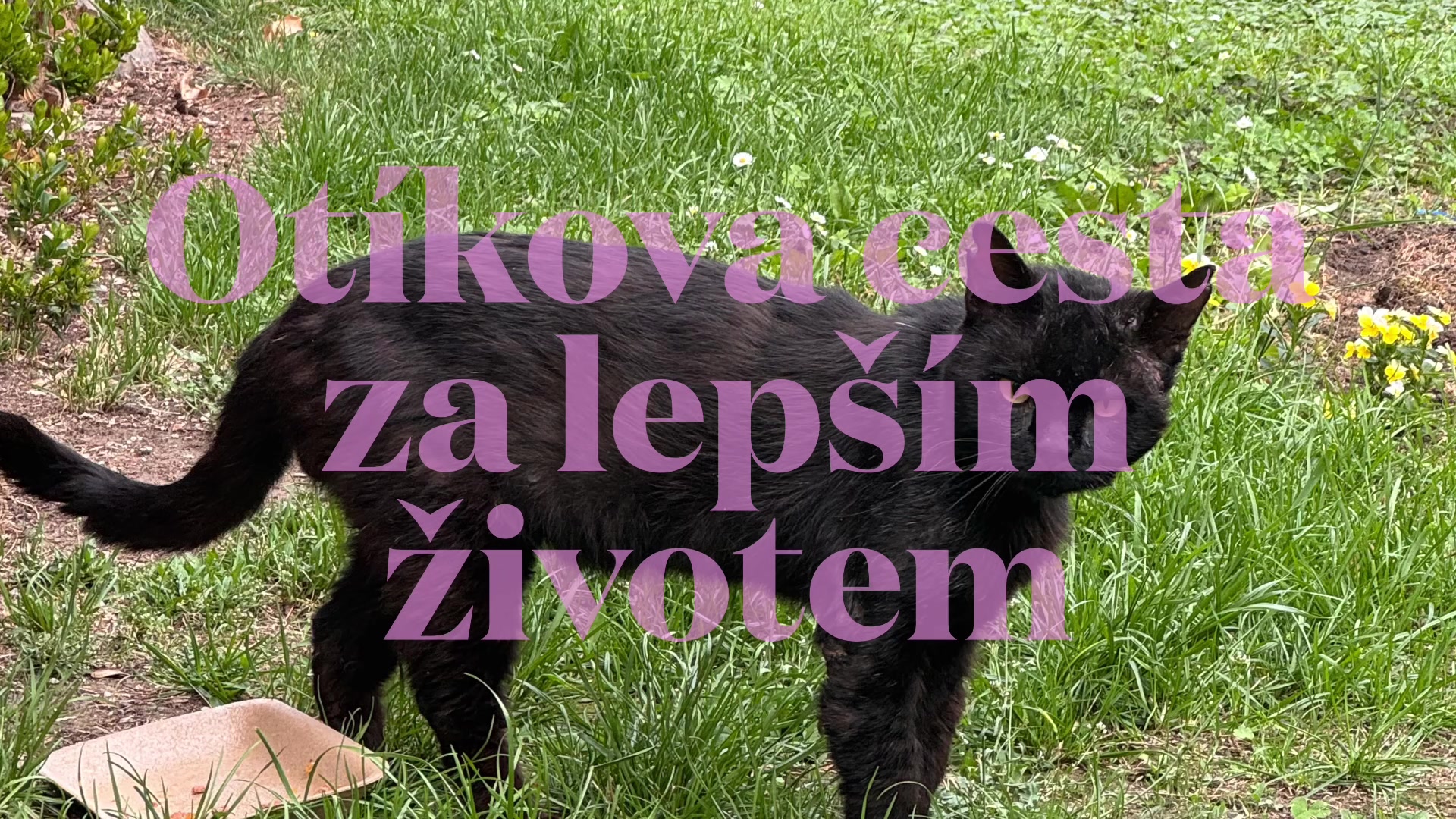 @Fousky z.s.
