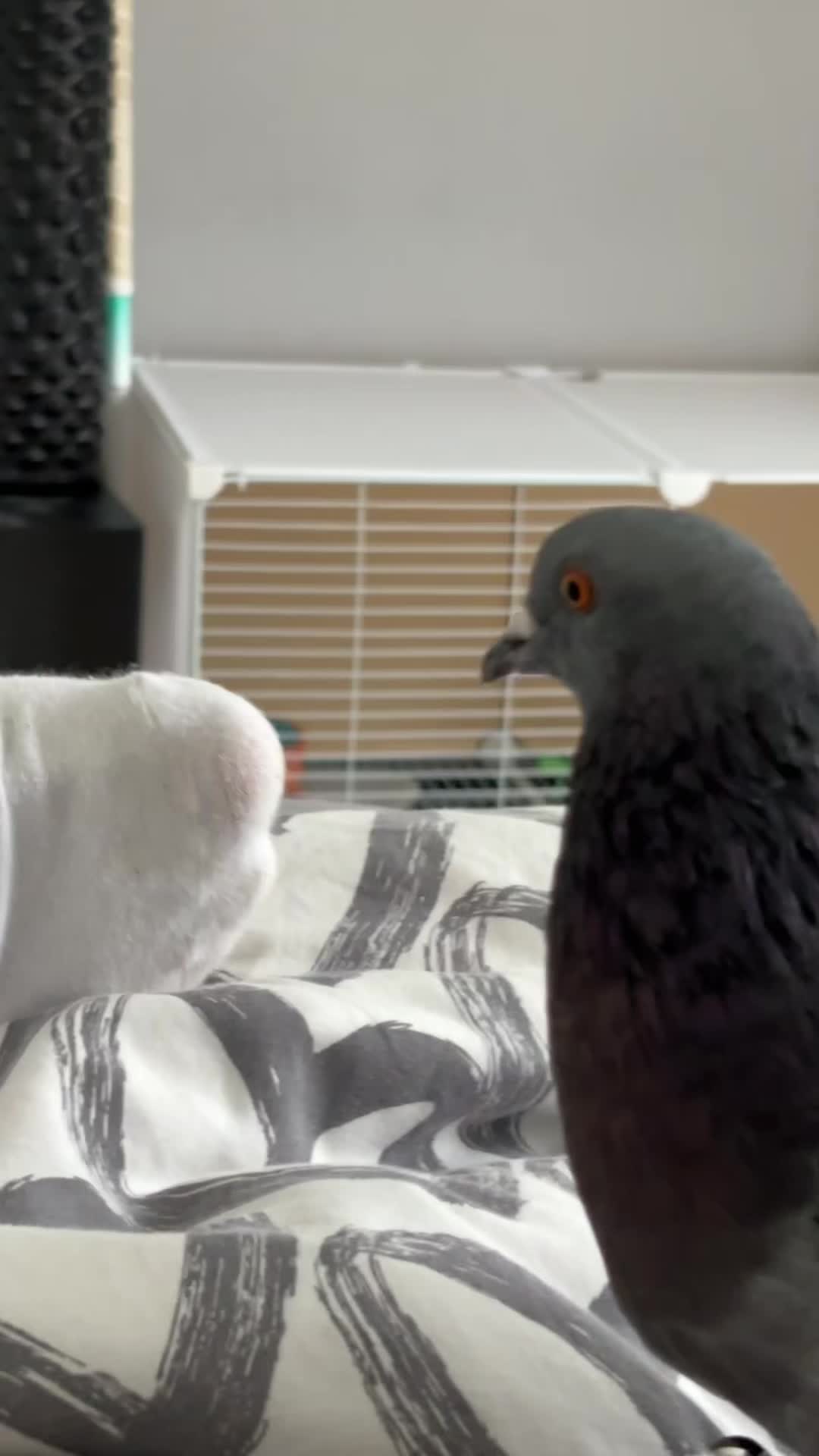 @Pigeon