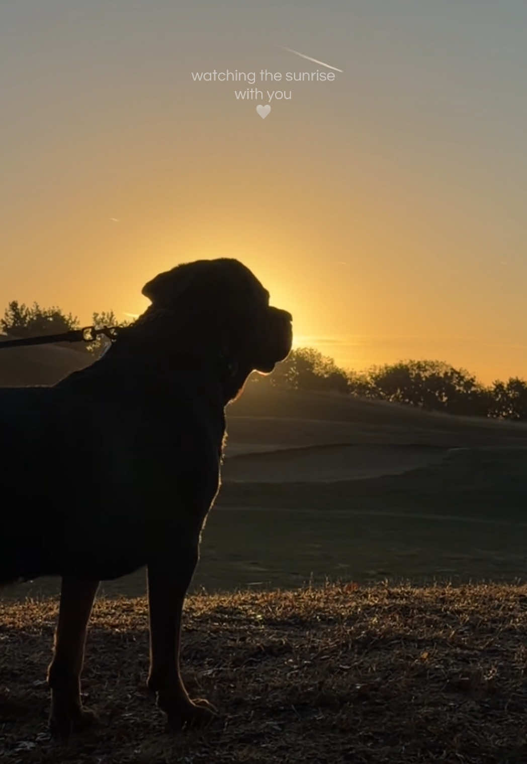 @Nyla Bo Rottweiler