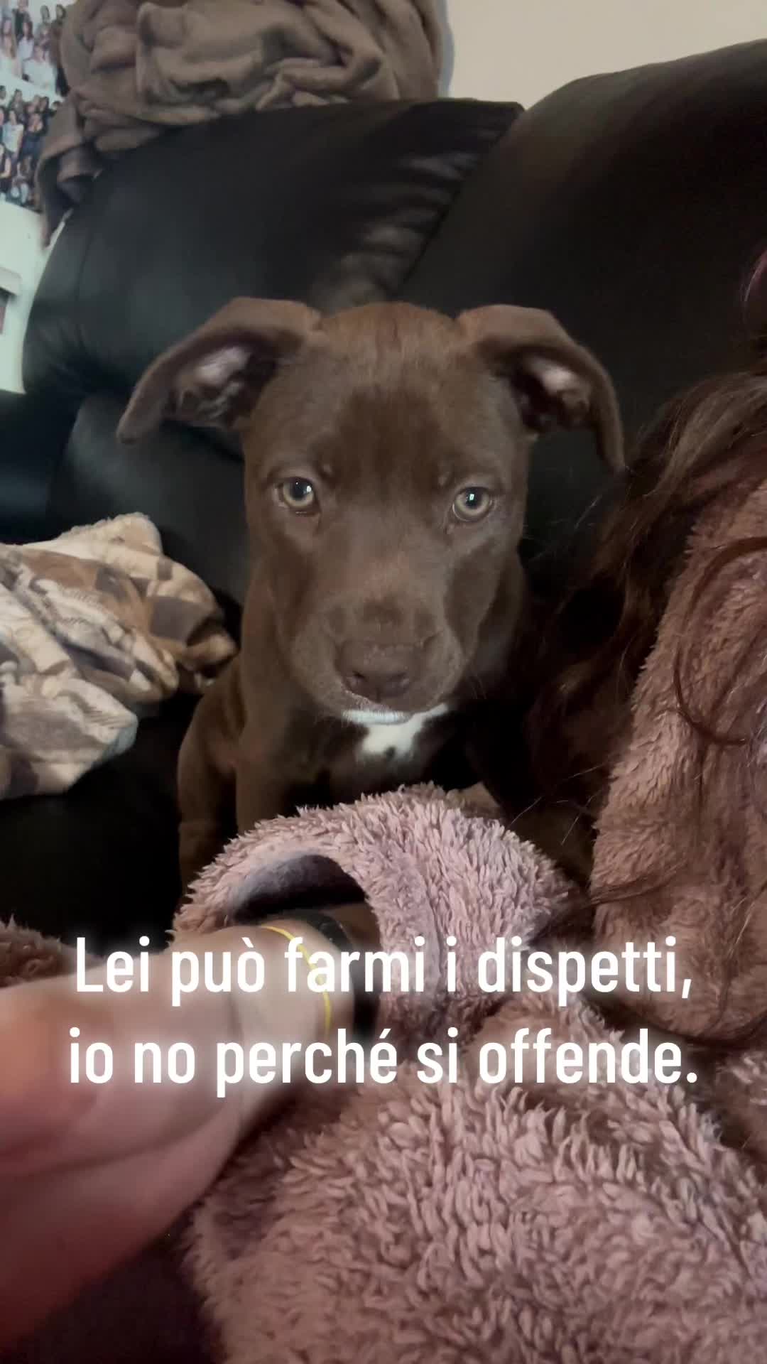 @___Giulai__