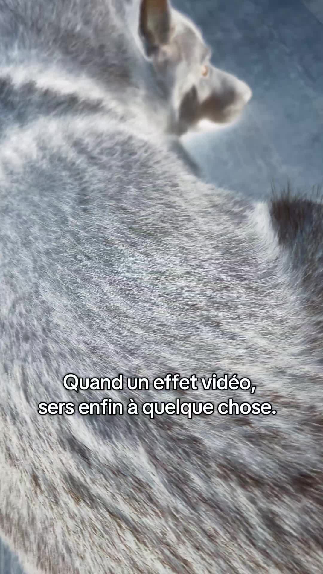 @🐺 𝕱𝖊𝖓𝖗𝖎𝖗 2𝖇 🐺