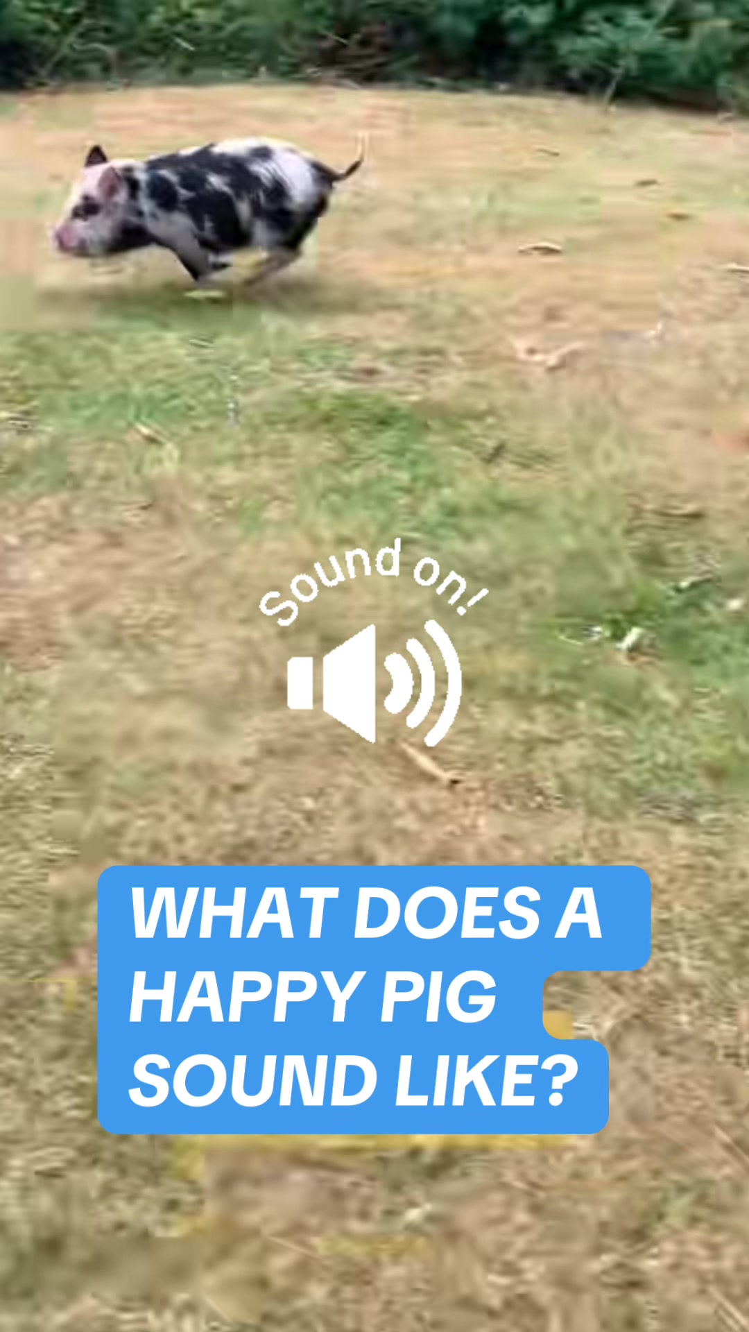 @Pig in the house