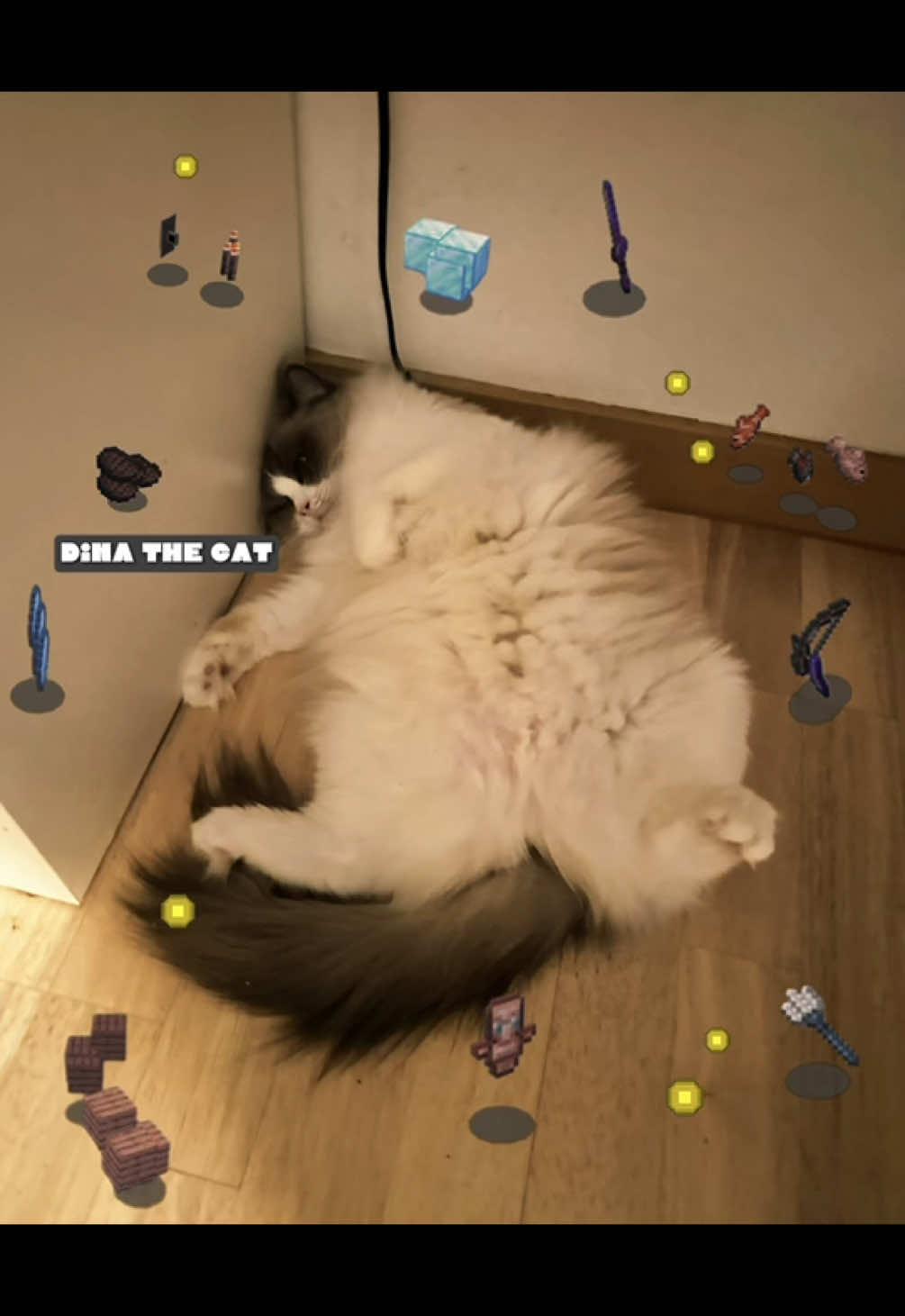 @Ragdoll Kittys🌈🧡🐾