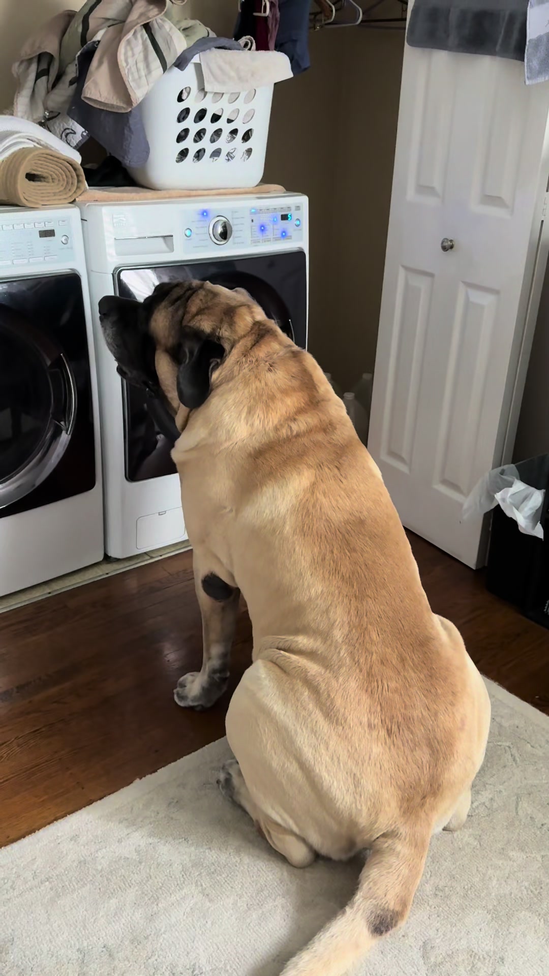 @Fronkythemastiff