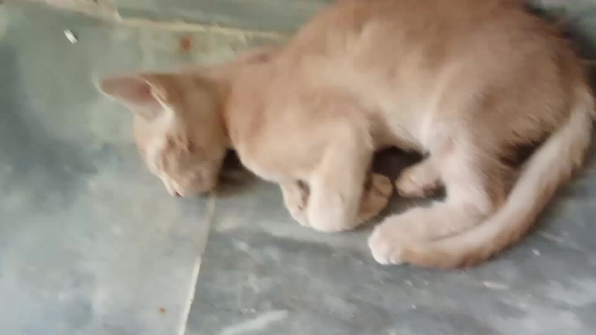 @cutecatlover8172