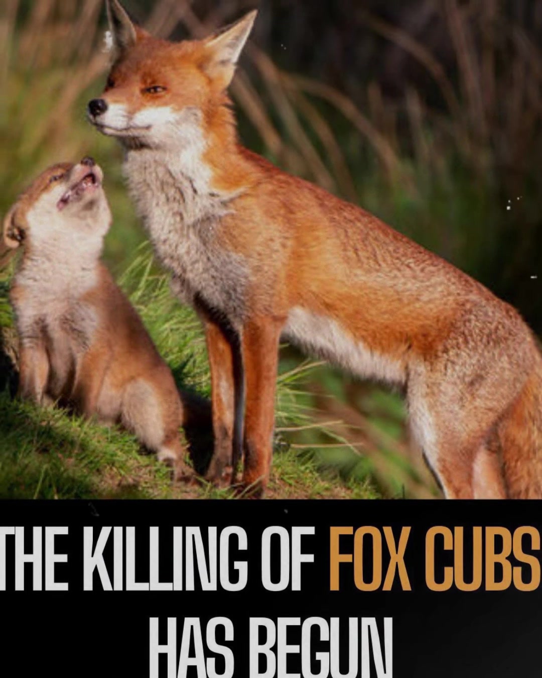@Love foxes