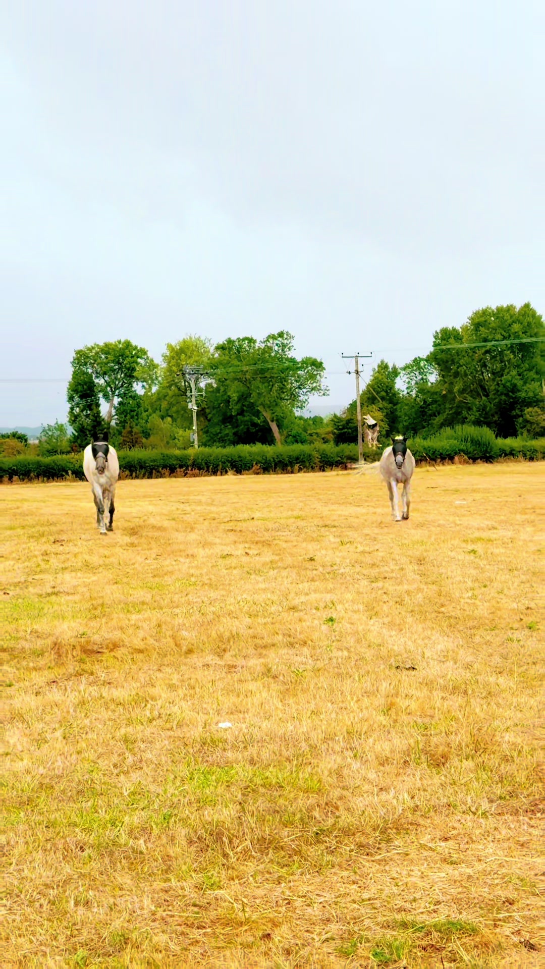 @Slough horses