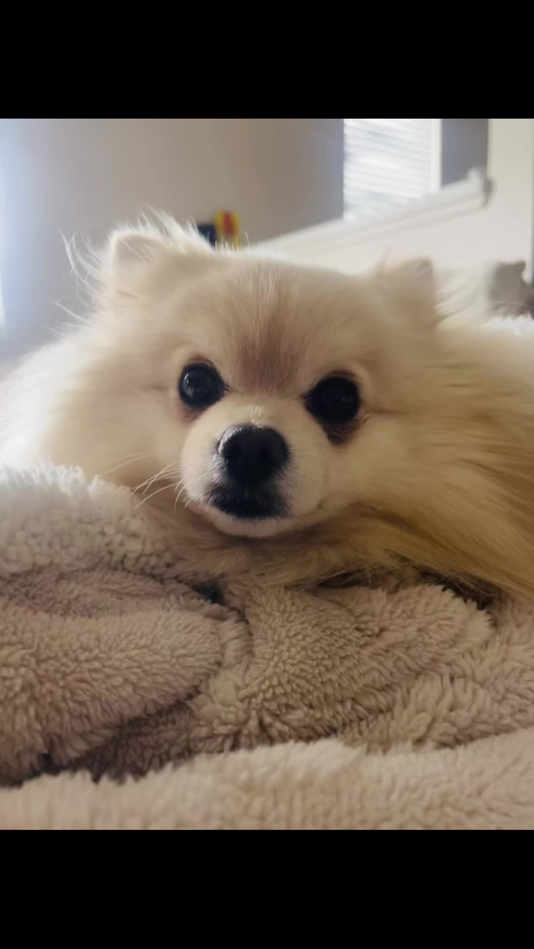 @beingmilothepom