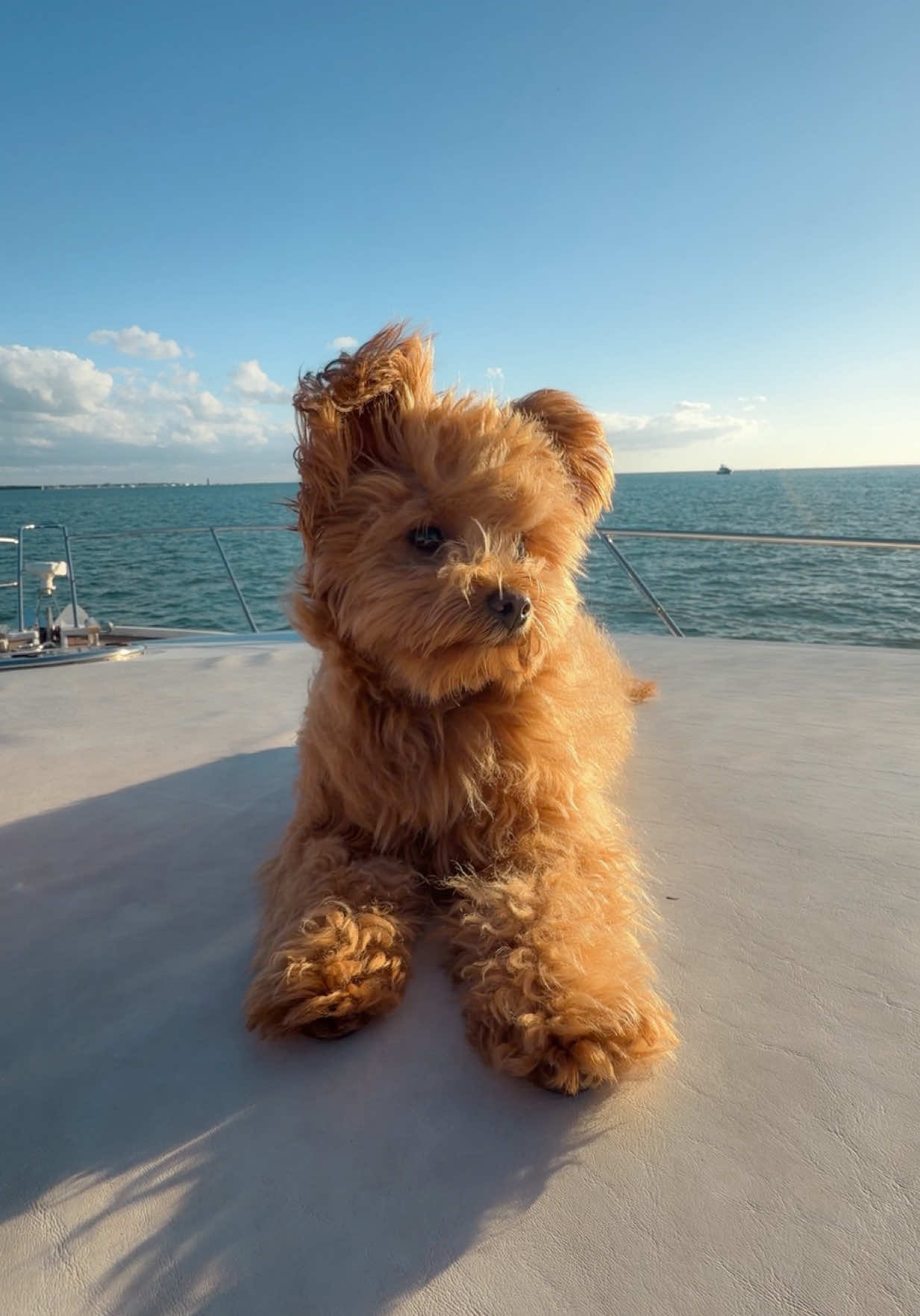 @Honey The Pomapoo 🧸