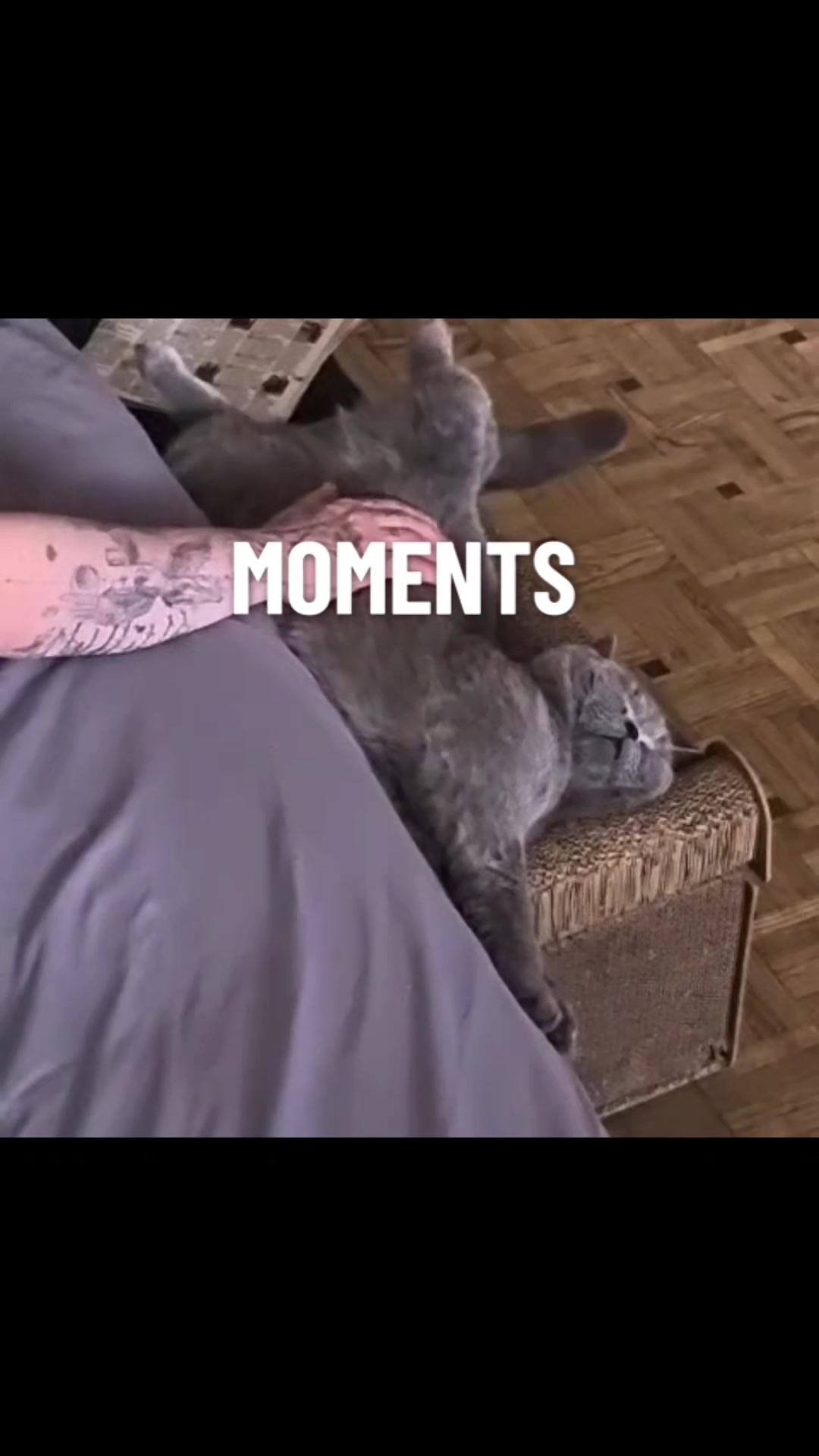 @bluemoonthecat