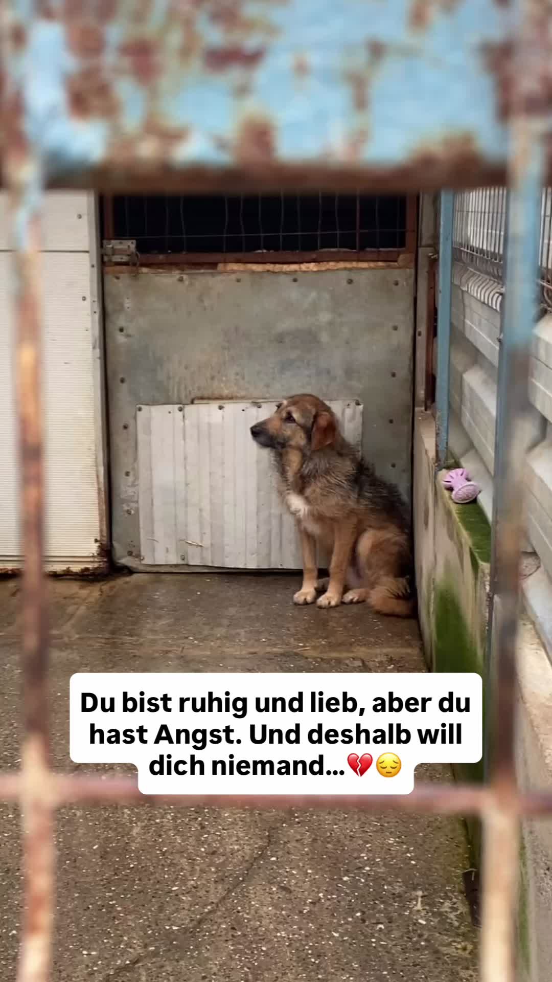 @Tierseelen 🐕