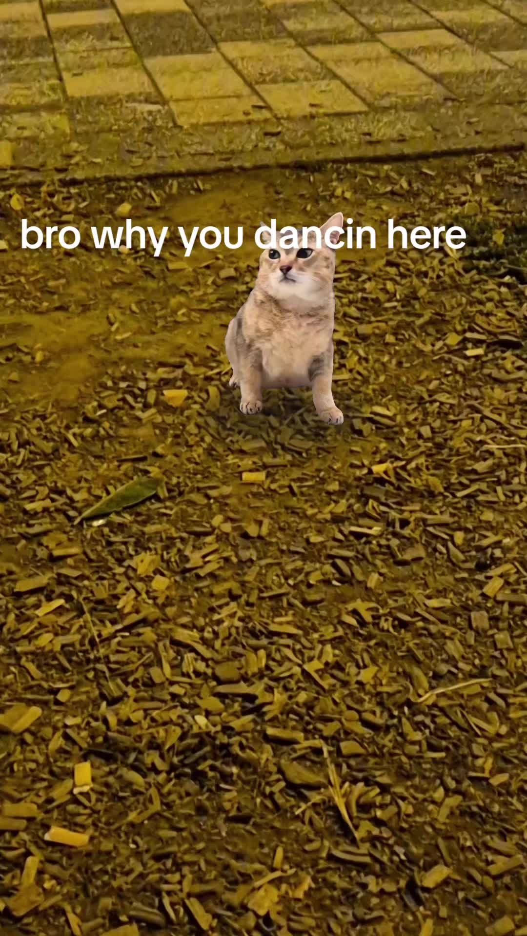 @j_than2 stroke