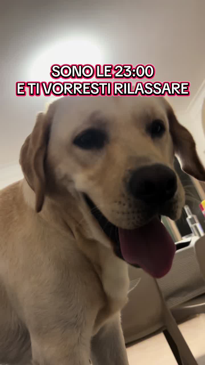 @ALMA_labradorRetriever