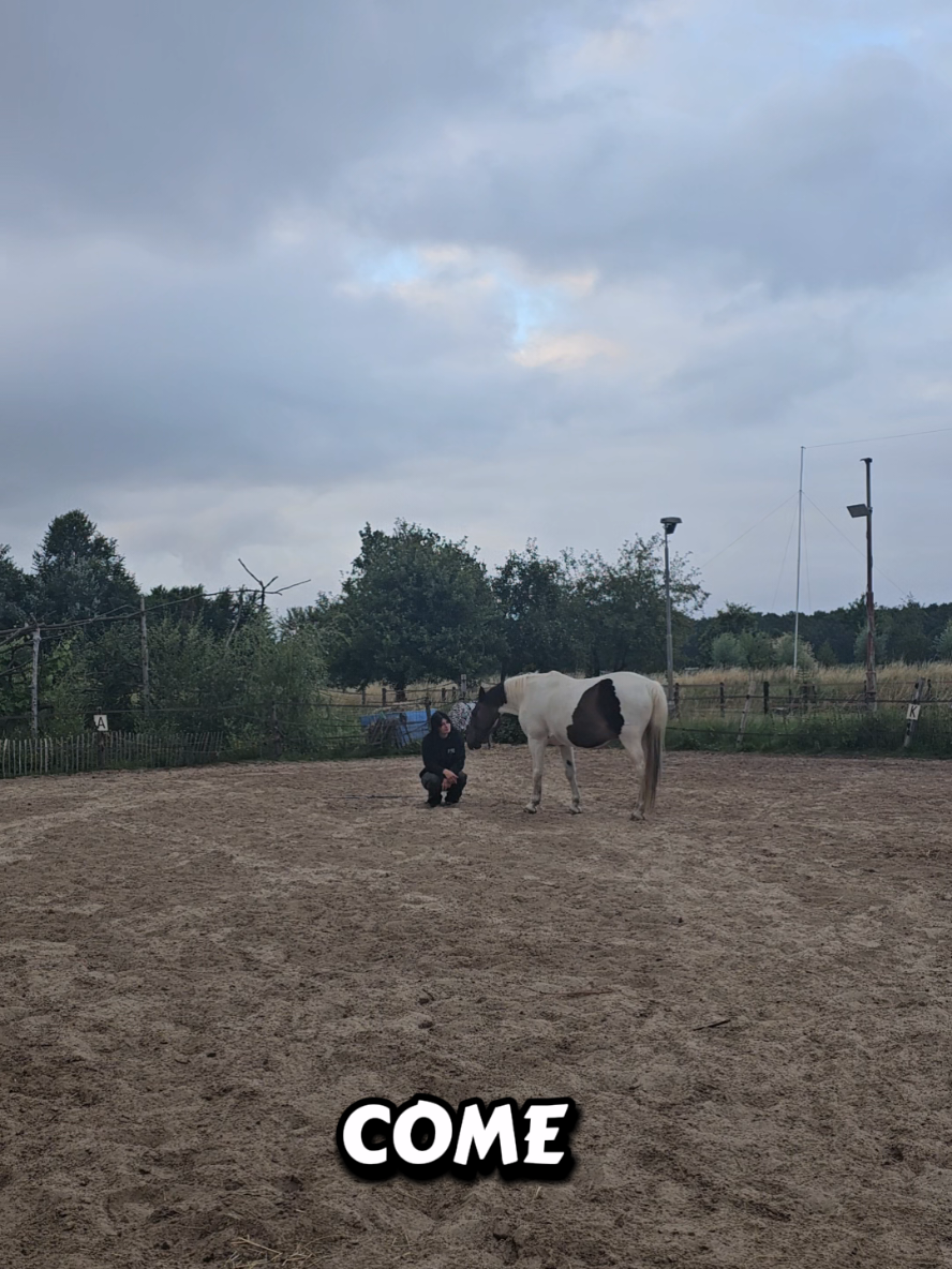 @Dino and horses