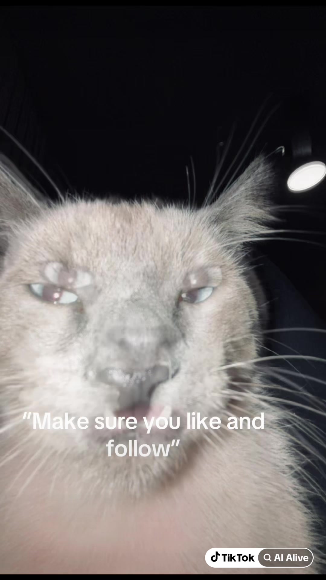 @Smokey the kitty😼