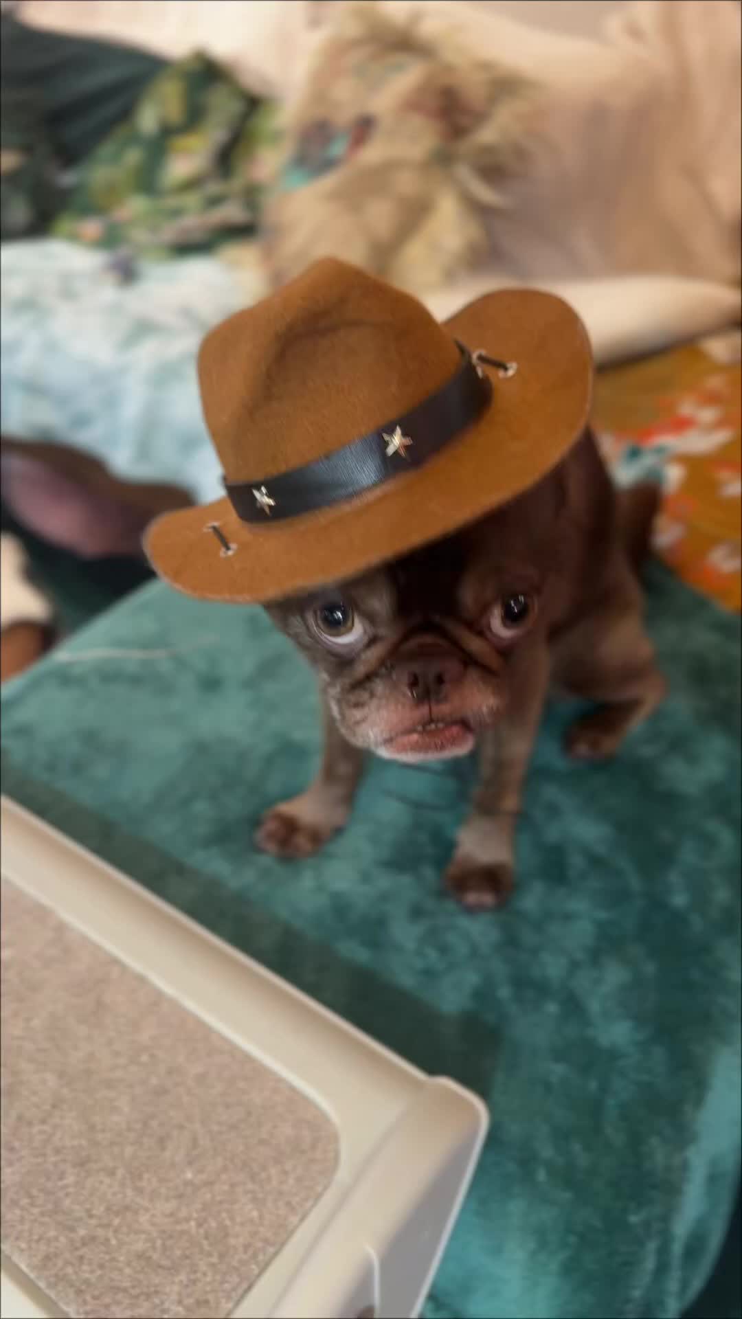 @ChilliThePug