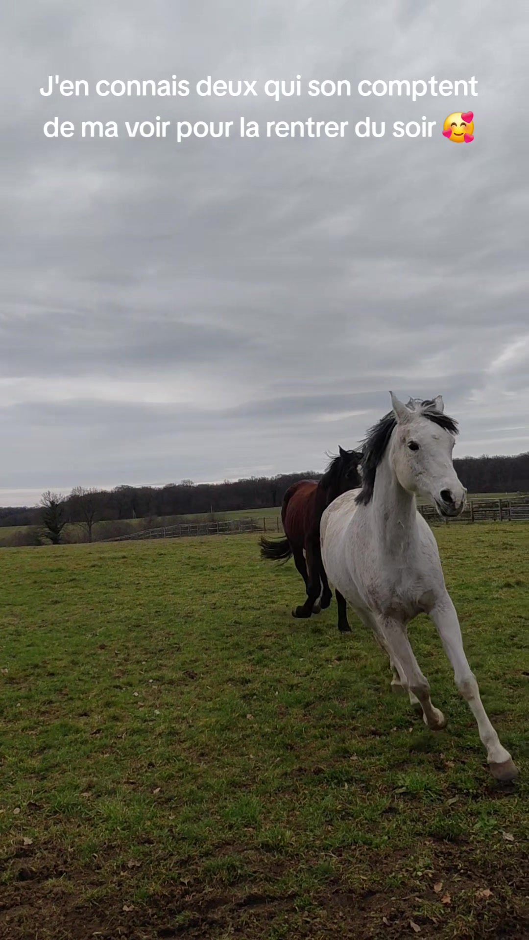 @Le Journal D'un Cheval & Cie