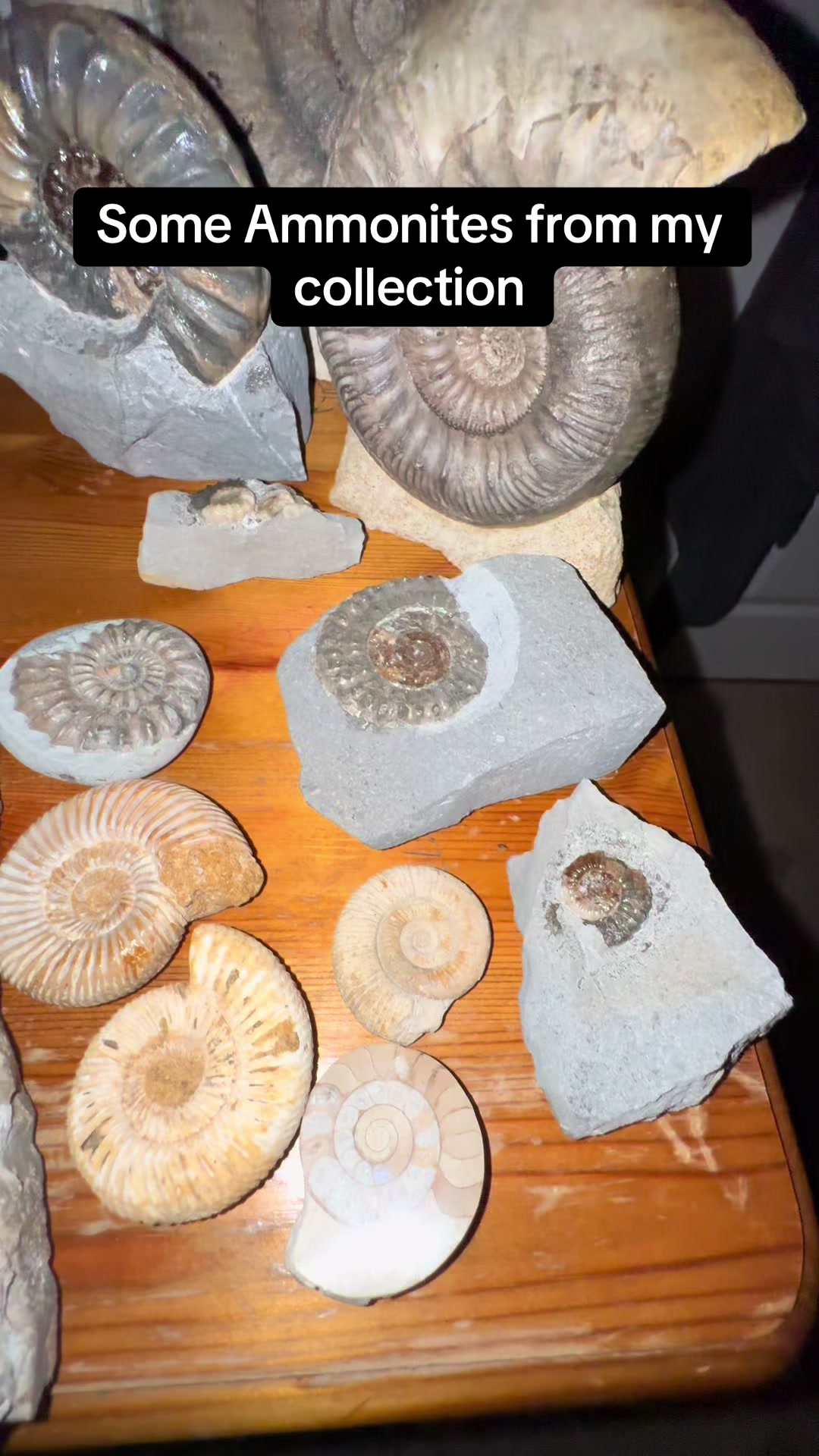 @AidansFossils.Fish.Minerals