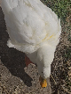 @piglettheduckthat