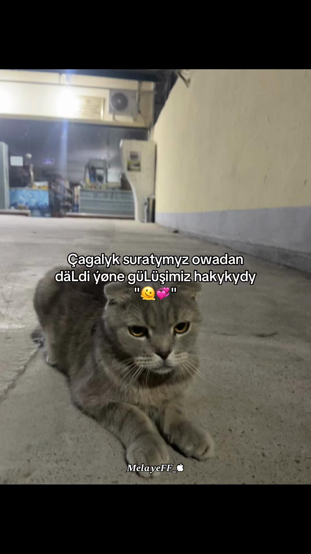 @๐ด๐๐๐๐๐๐ญ๐ญ_๏ฃฟ