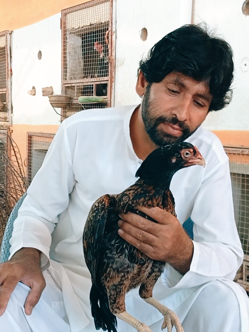 @Sajjad Aseel Farm