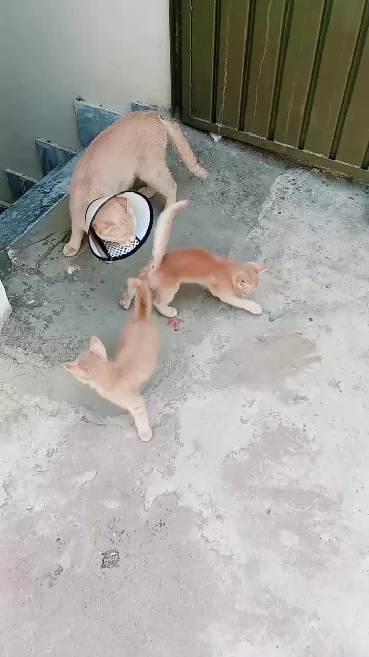 @cutecatlover8172