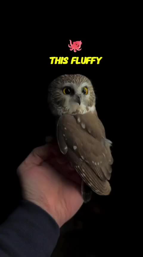 @animolfacts