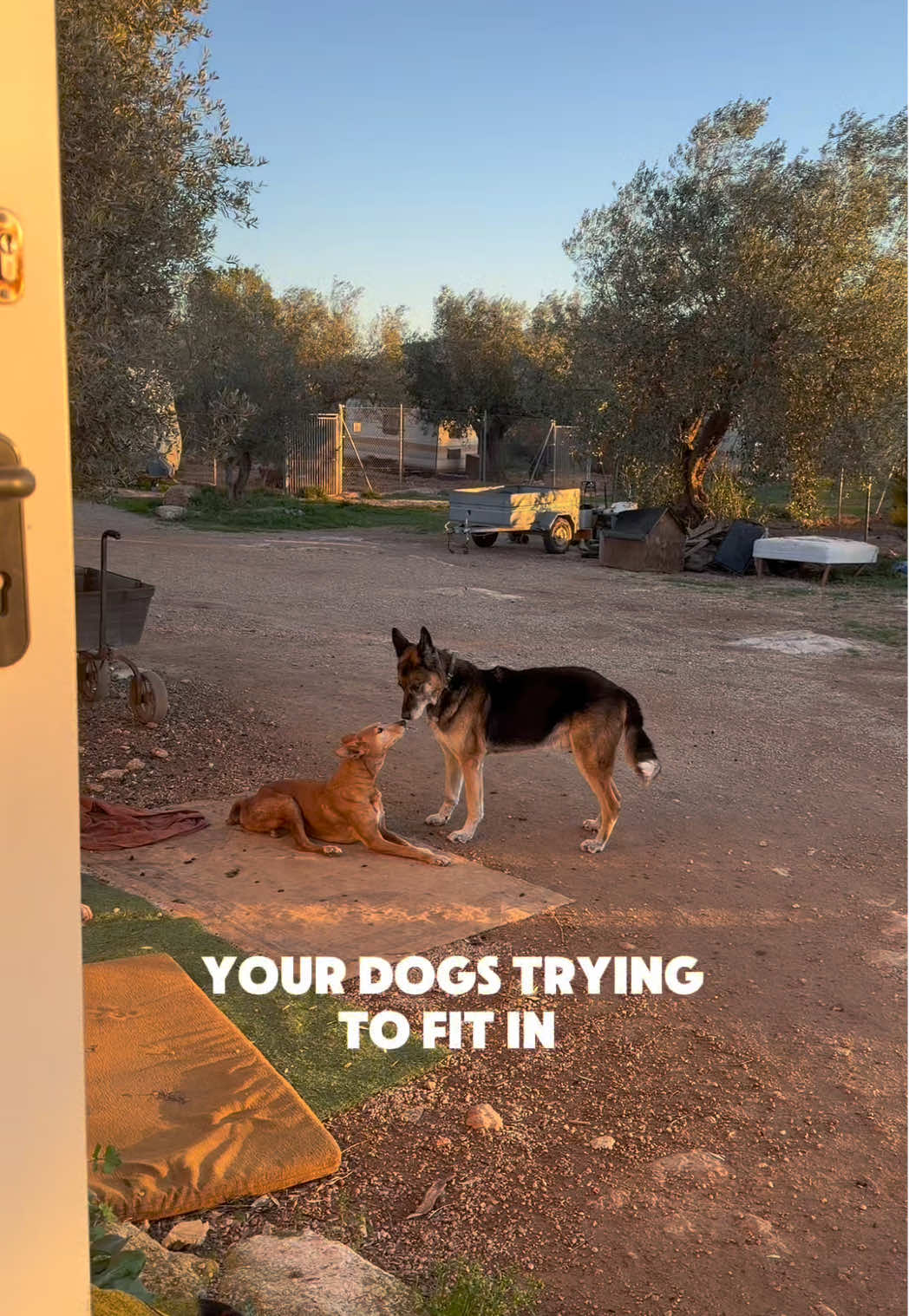 @arcadogsandayleen