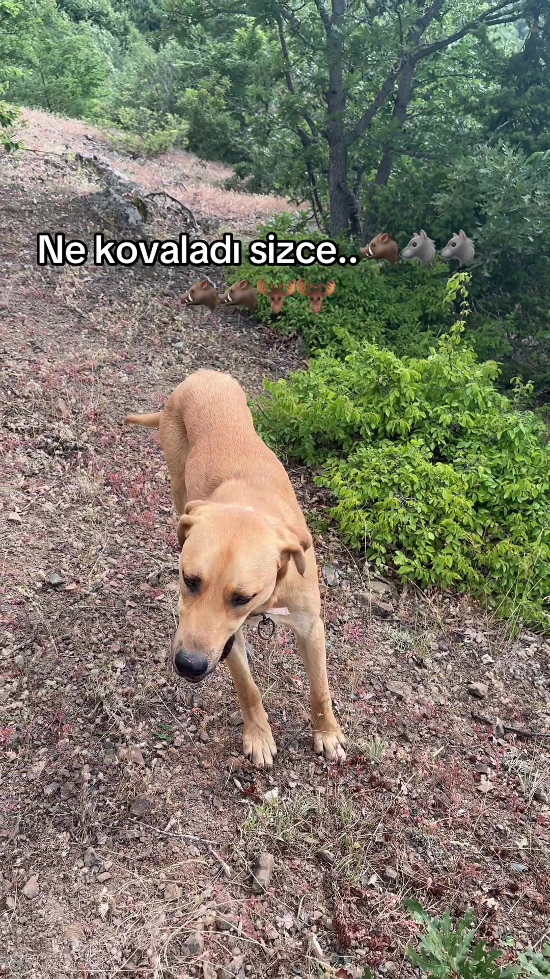@KOYUNCUOĞLU HAYVANCILIK