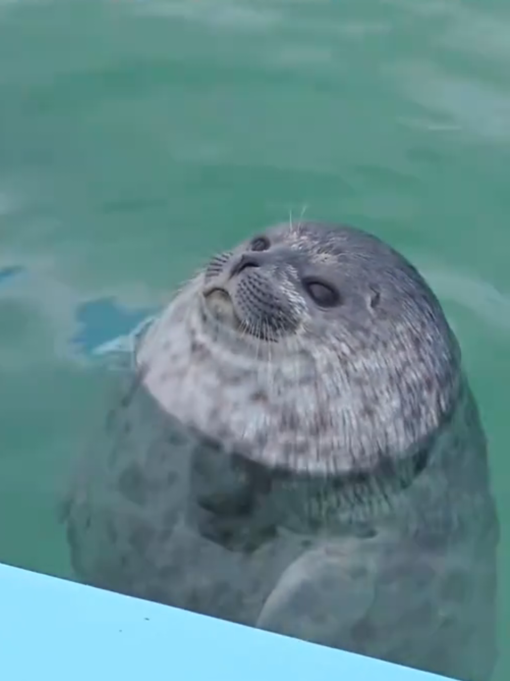 @🩷🎀 seal 🦭🩷