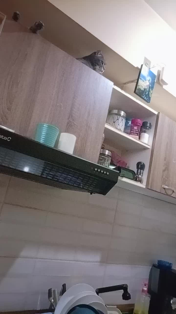 @livos50