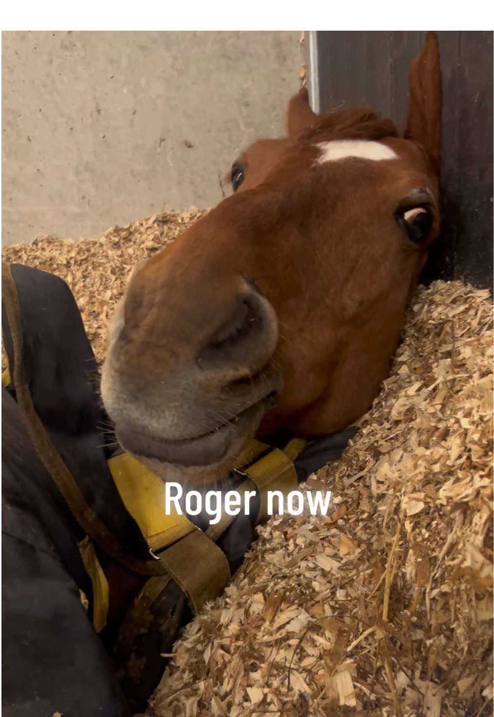 @🤍🐎Eloise🐎🤍