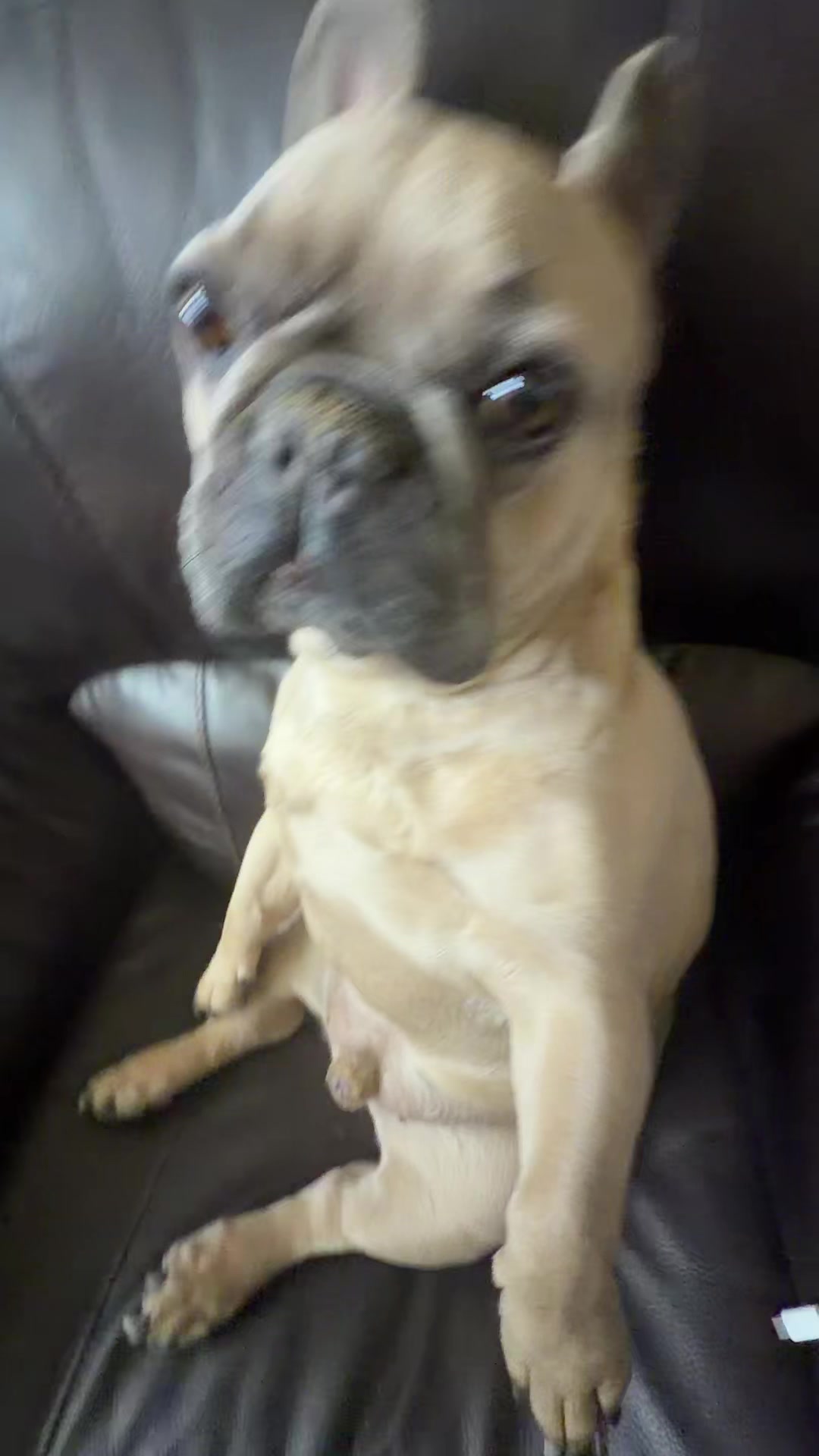 @bentleytheg0at
