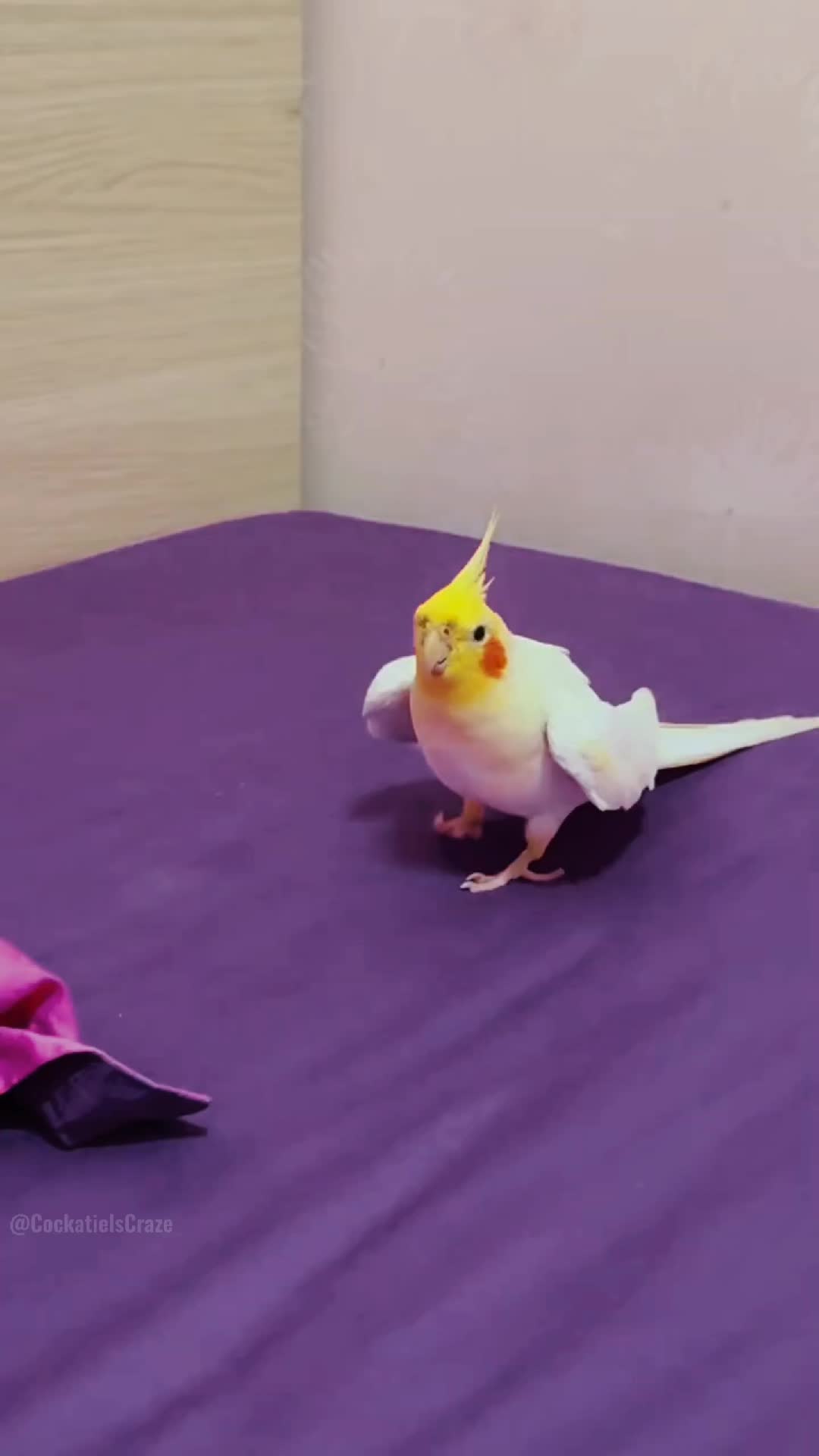@Cockatiels Craze