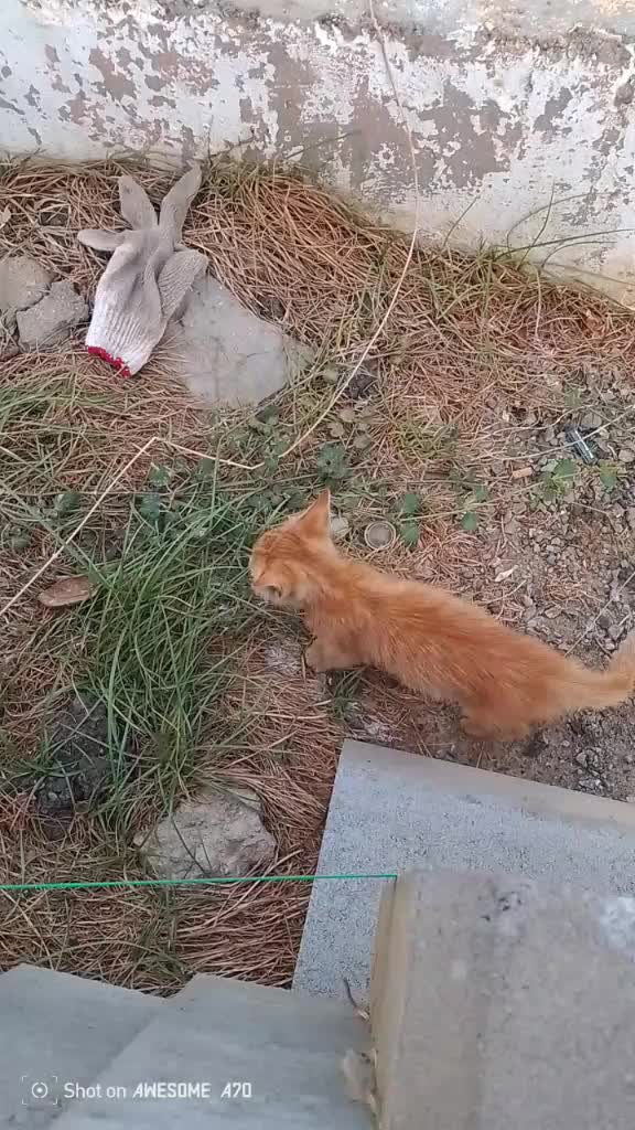 @ابوسلمان الدهشلي سرف رخمه