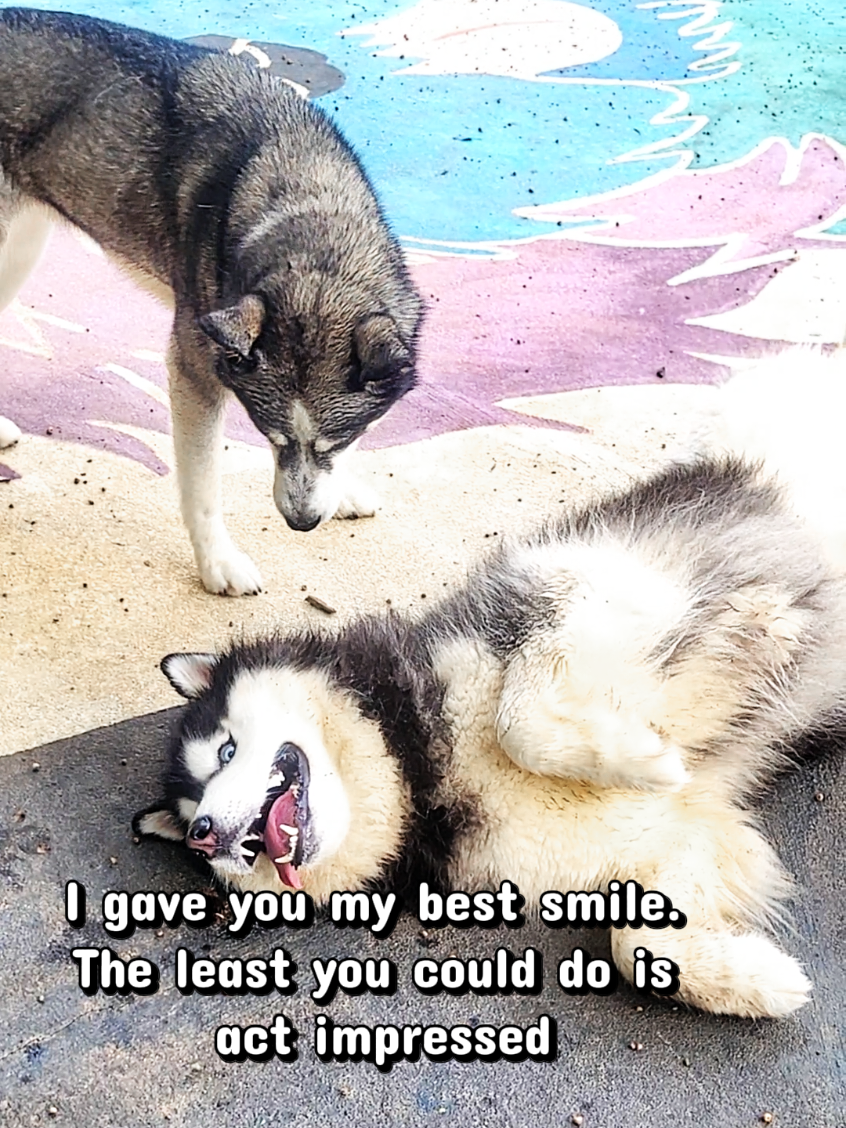 @the Hussey Husky
