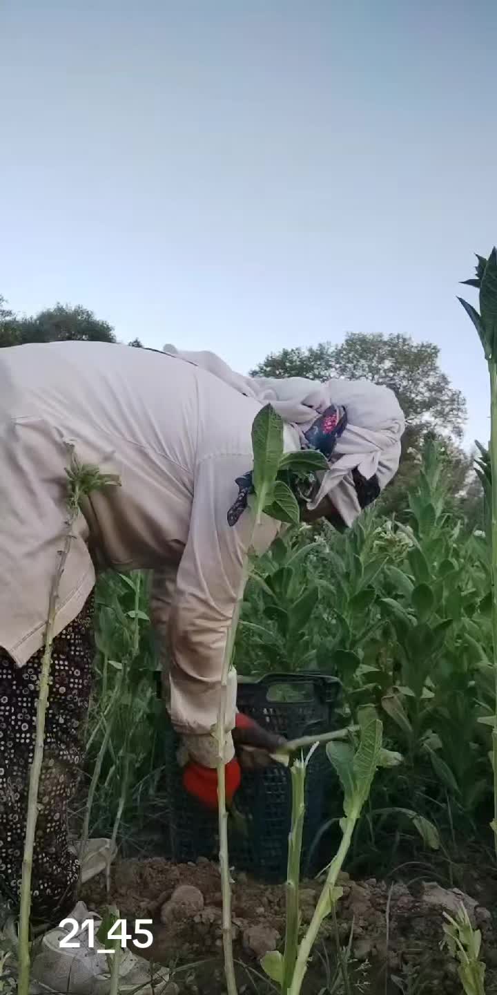 @Saliha Yavuz