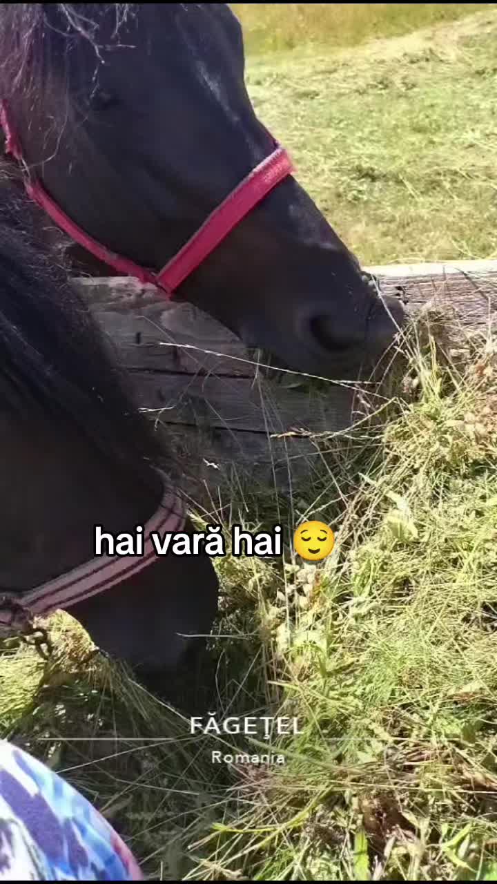 @🐴👑❤️🔥