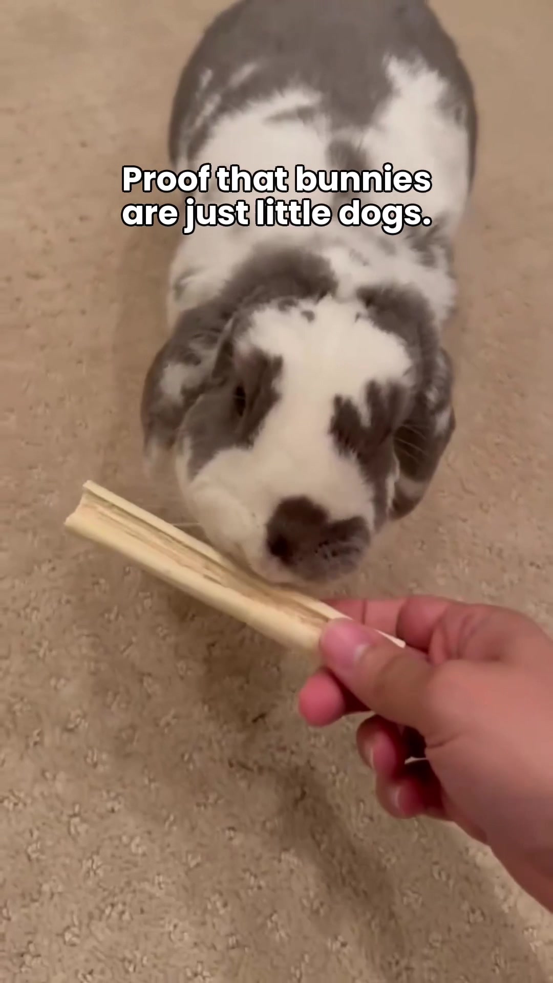 @Bini the Bunny
