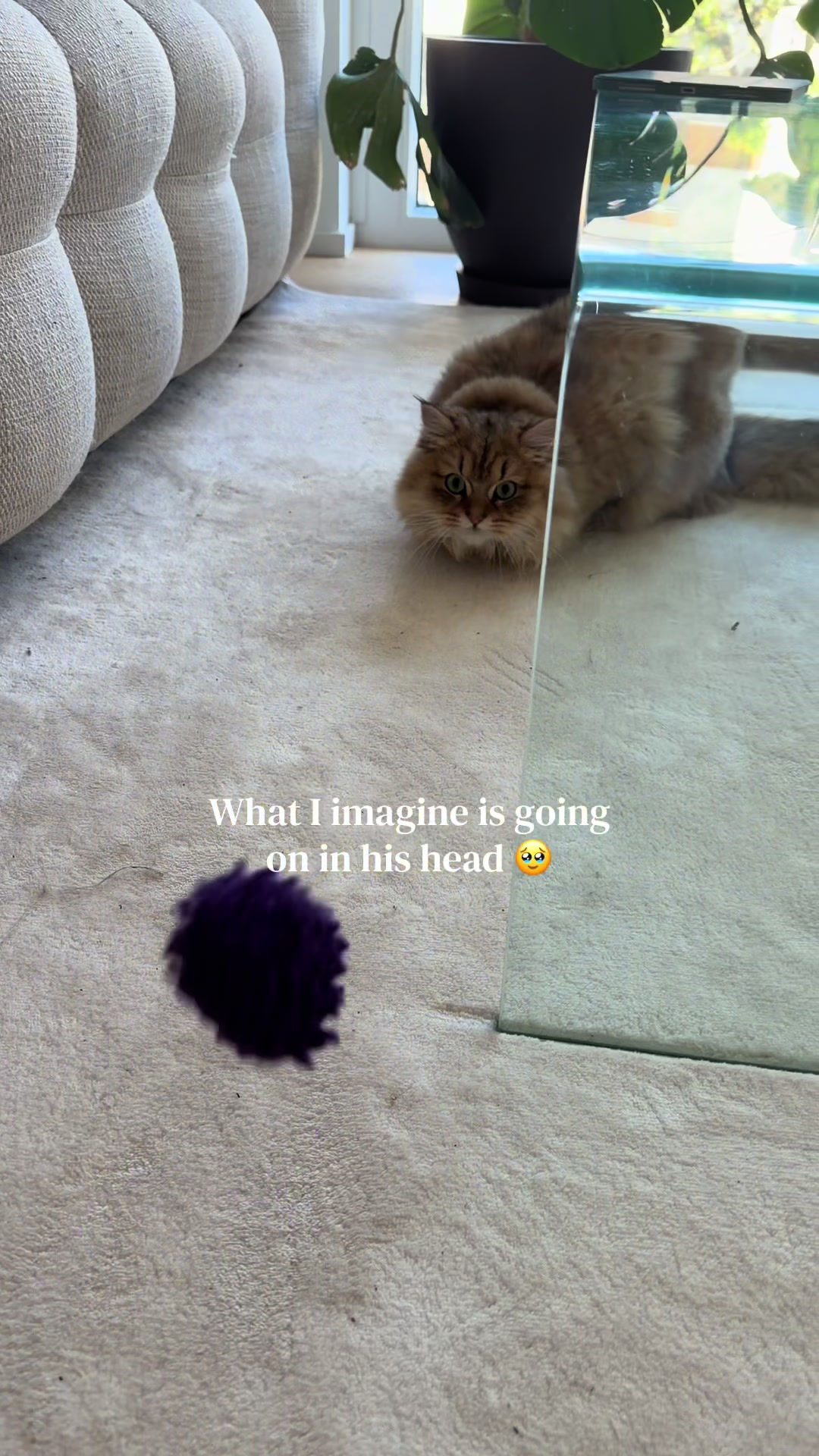 @Tommy the cat