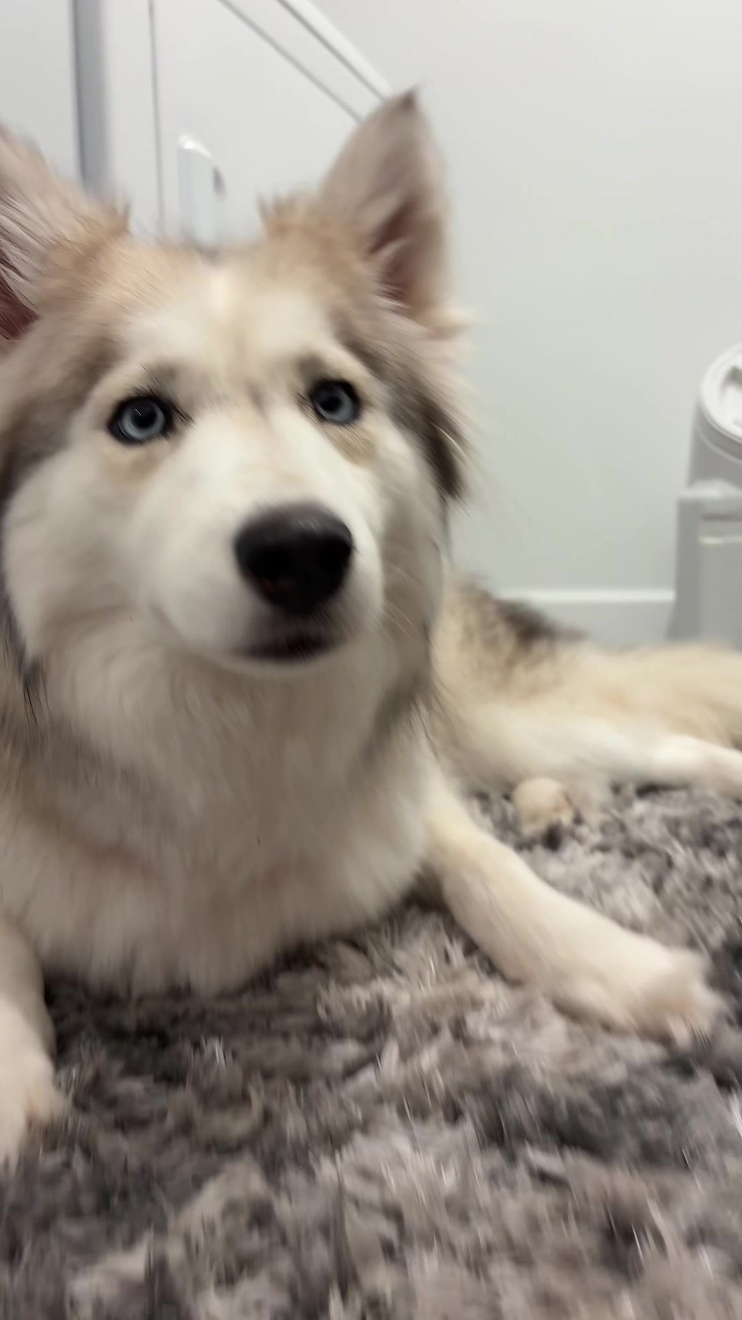 @lifewith2huskies