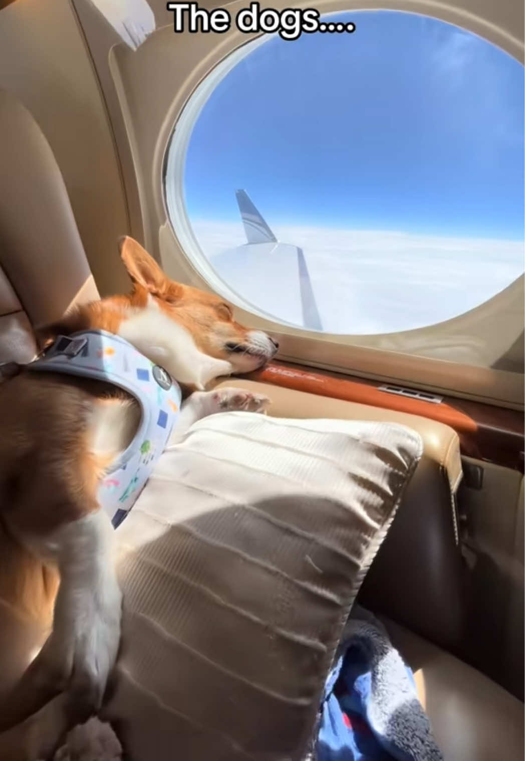 @K9 JETS
