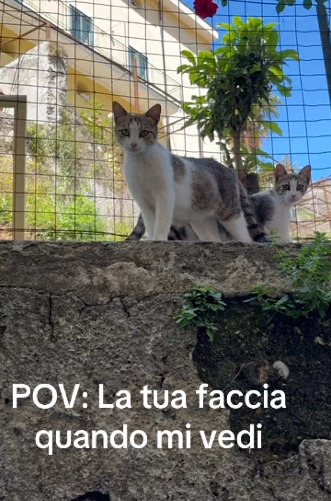 @Francesco Rispoli