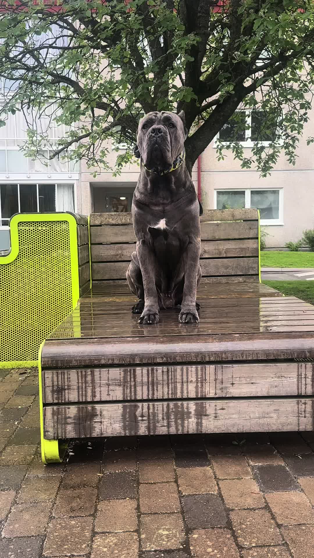 @CaneCorsoAres