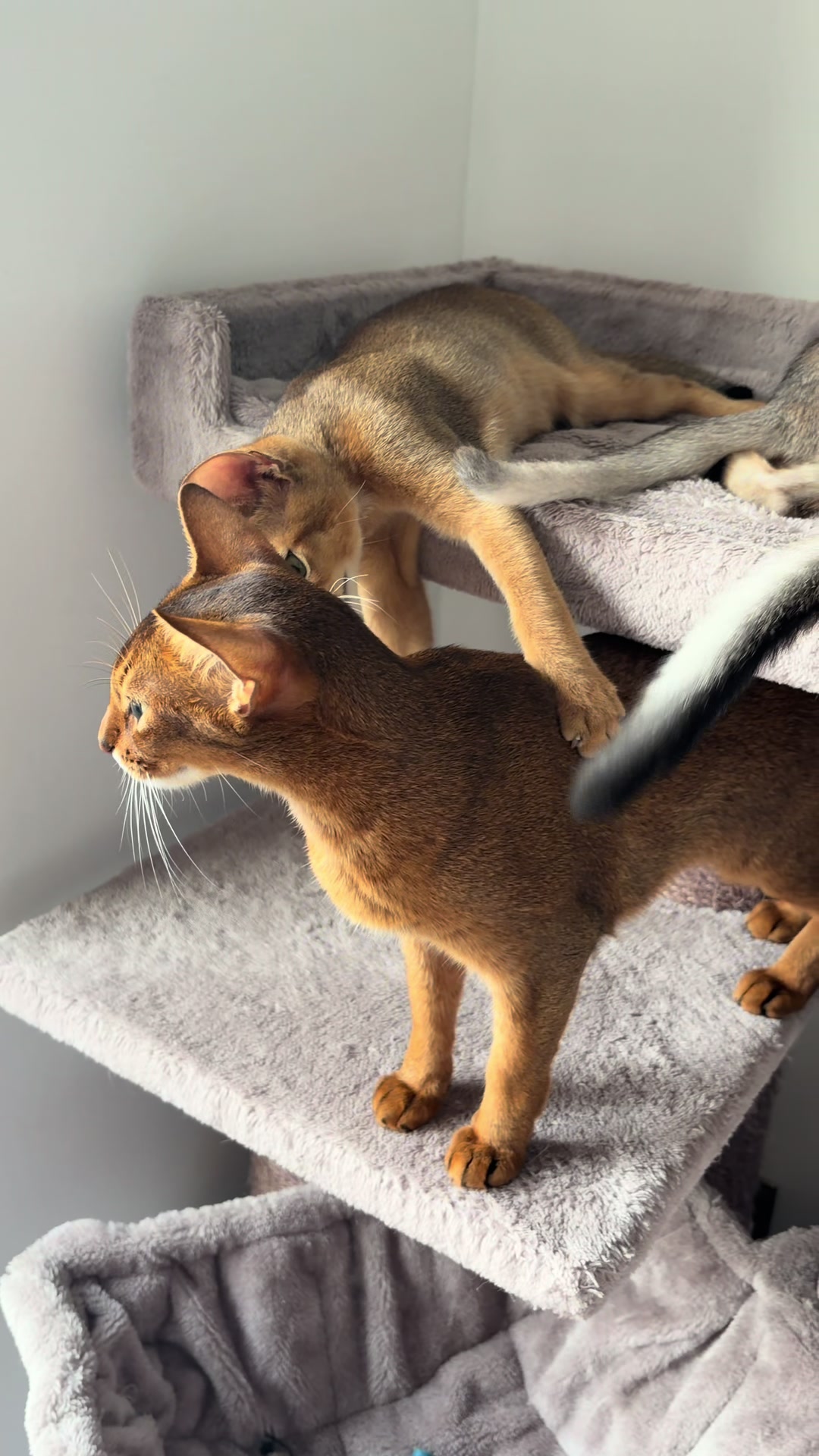 @Abyssinian cat UK
