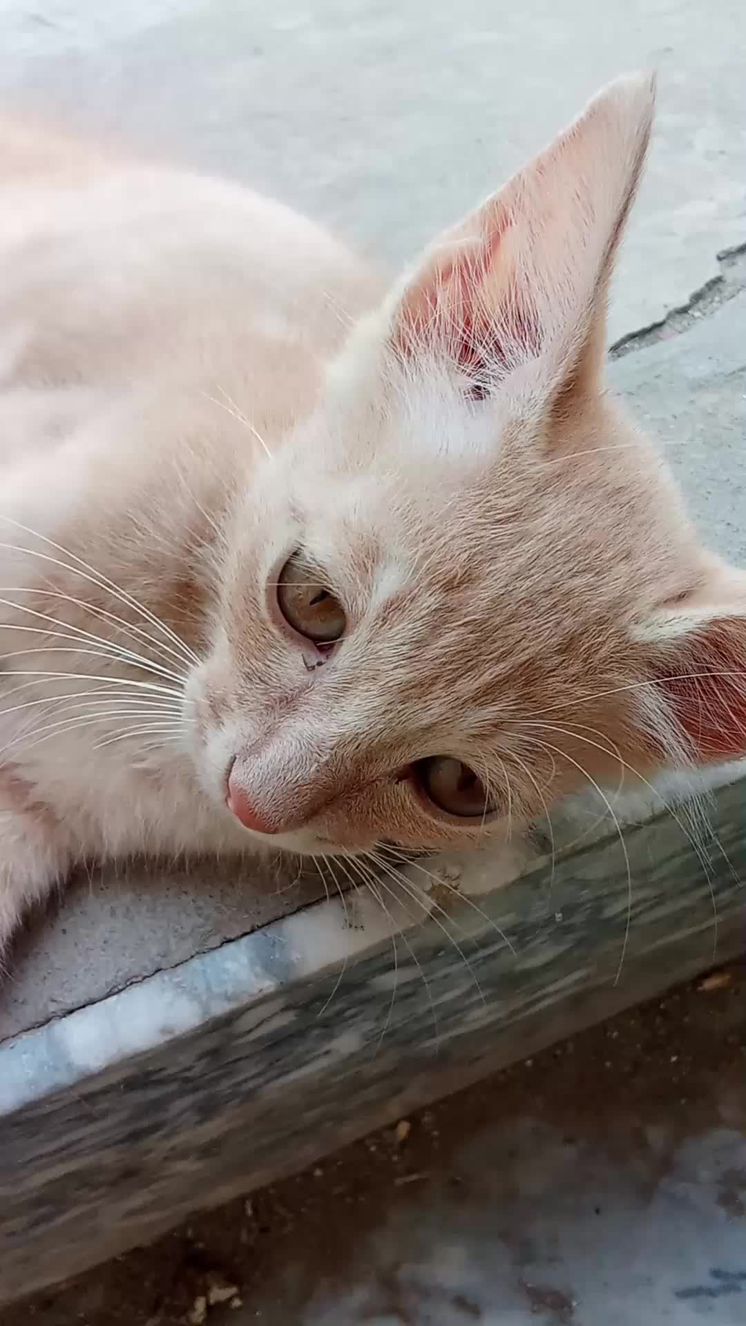 @cutecatlover8172
